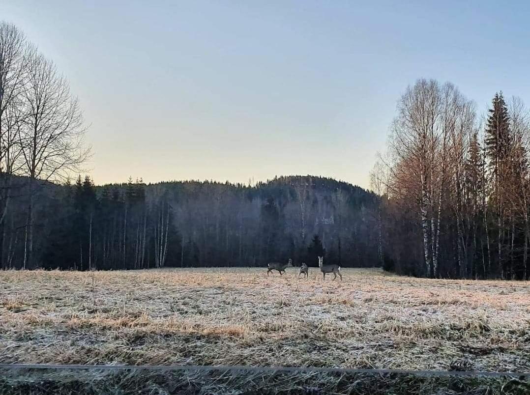 Mysig timmerstuga med braskamin nära Hovfjället Torsby Exteriör bild